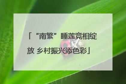 “南繁”睡莲竞相绽放 乡村振兴添色彩