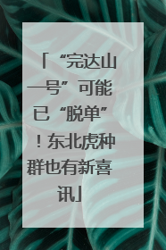 “完达山一号”可能已“脱单”！东北虎种群也有新喜讯
