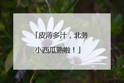 皮薄多汁，北务小西瓜熟啦！