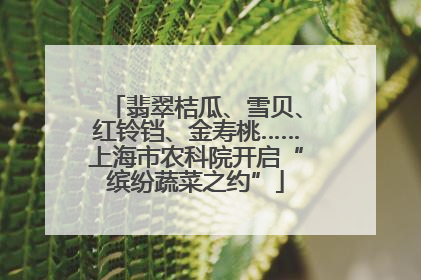 翡翠桔瓜、雪贝、红铃铛、金寿桃……上海市农科院开启“缤纷蔬菜之约”