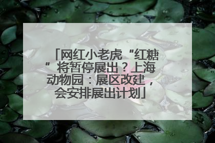 网红小老虎“红糖”将暂停展出？上海动物园：展区改建，会安排展出计划