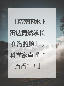 精密的水下雷达竟然就长在海豹脸上，科学家直呼“真香”！