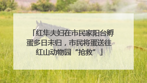 红隼夫妇在市民家阳台孵蛋多日未归，市民将蛋送往红山动物园“抢救”