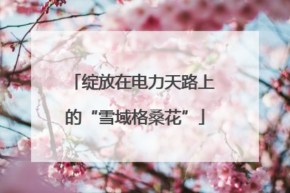 绽放在电力天路上的“雪域格桑花”