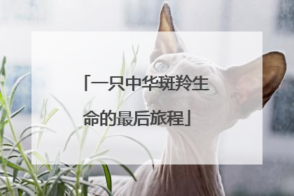 一只中华斑羚生命的最后旅程