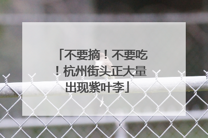 不要摘！不要吃！杭州街头正大量出现紫叶李