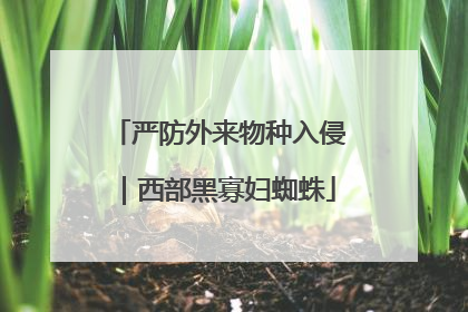 严防外来物种入侵｜西部黑寡妇蜘蛛