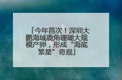 今年首次！深圳大鹏海域鹿角珊瑚大规模产卵，形成“海底繁星”奇观