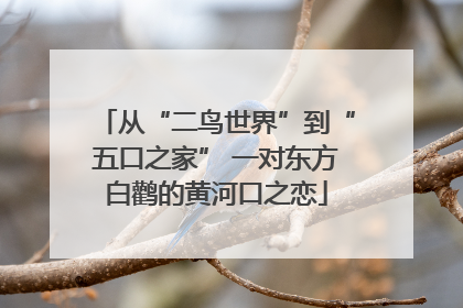 从“二鸟世界”到“五口之家” 一对东方白鹳的黄河口之恋