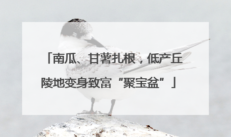 南瓜、甘薯扎根，低产丘陵地变身致富“聚宝盆”