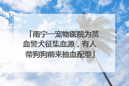 南宁一宠物医院为贫血警犬征集血源，有人带狗狗前来抽血配型