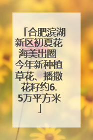 合肥滨湖新区初夏花海美出圈 今年新种植草花、播撒花籽约6.5万平方米