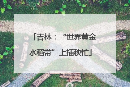 吉林：“世界黄金水稻带”上插秧忙