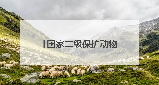 国家二级保护动物赤狐在民乐县锯条山林场产崽“安家”