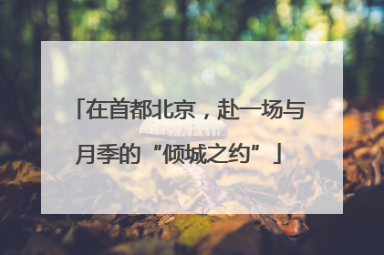 在首都北京，赴一场与月季的“倾城之约”