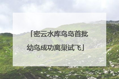 密云水库鸟岛首批幼鸟成功离巢试飞