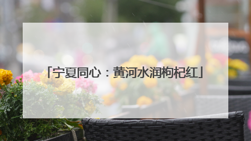 宁夏同心：黄河水润枸杞红