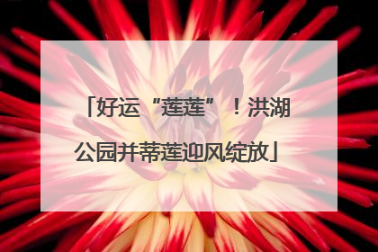 好运“莲莲”！洪湖公园并蒂莲迎风绽放
