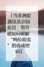 当非洲象遇见北京饲养员：看劳模如何破解“吨位萌宠”的养成密码