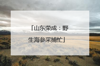 山东荣成：野生海参采捕忙