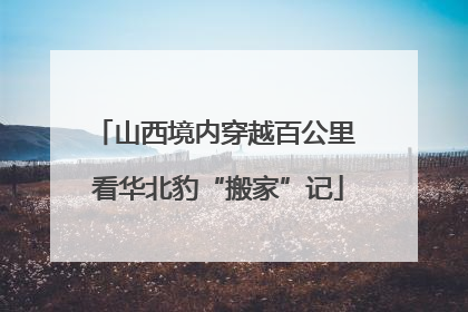 山西境内穿越百公里 看华北豹“搬家”记