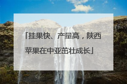 挂果快、产量高，陕西苹果在中亚茁壮成长
