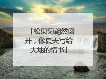 松果菊翩然盛开，像夏天写给大地的情书