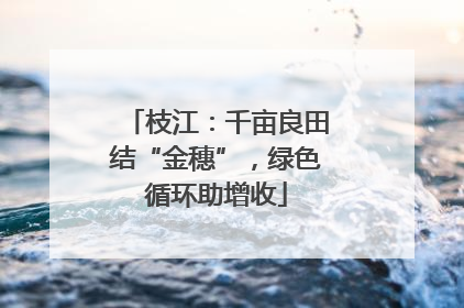 枝江：千亩良田结“金穗”，绿色循环助增收