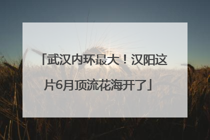 武汉内环最大！汉阳这片6月顶流花海开了