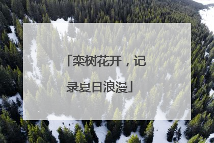 栾树花开，记录夏日浪漫