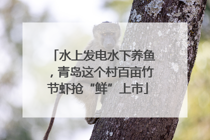 水上发电水下养鱼，青岛这个村百亩竹节虾抢“鲜”上市