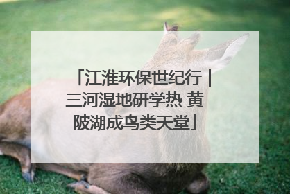 江淮环保世纪行｜三河湿地研学热 黄陂湖成鸟类天堂