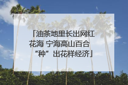 油茶地里长出网红花海 宁海高山百合“种”出花样经济