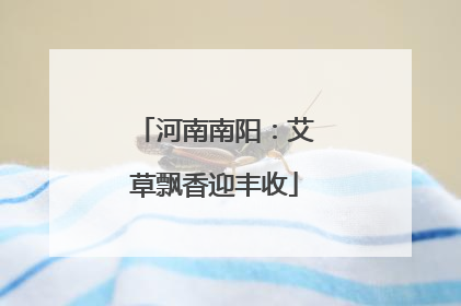 河南南阳：艾草飘香迎丰收