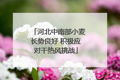 河北中南部小麦长势良好 积极应对干热风挑战