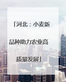 河北：小麦新品种助力农业高质量发展