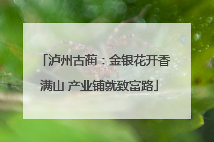 泸州古蔺：金银花开香满山 产业铺就致富路