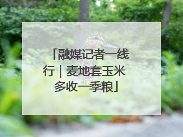 融媒记者一线行｜麦地套玉米 多收一季粮