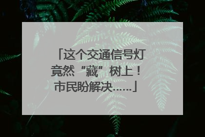 这个交通信号灯竟然“藏”树上！市民盼解决……