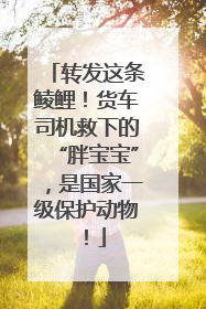 转发这条鲮鲤！货车司机救下的“胖宝宝”，是国家一级保护动物！