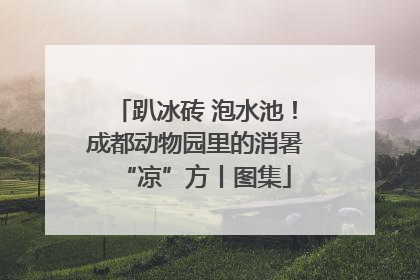趴冰砖 泡水池！成都动物园里的消暑“凉”方丨图集