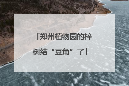 郑州植物园的梓树结“豆角”了