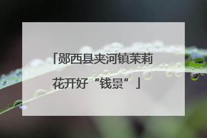郧西县夹河镇茉莉花开好“钱景”