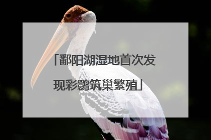 鄱阳湖湿地首次发现彩鹮筑巢繁殖