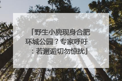 野生小麂现身合肥环城公园？专家呼吁：若邂逅切勿惊扰