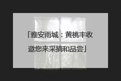 雅安雨城：黄桃丰收 邀您来采摘和品尝