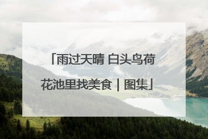 雨过天晴 白头鸟荷花池里找美食｜图集
