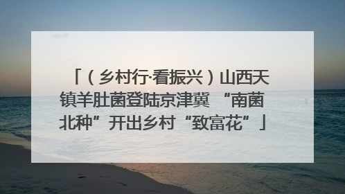 （乡村行·看振兴）山西天镇羊肚菌登陆京津冀 “南菌北种”开出乡村“致富花”